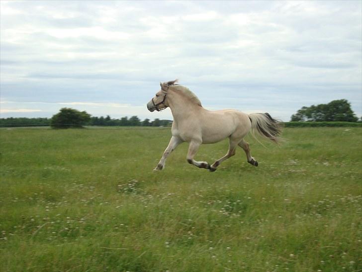 Fjordhest Højgaards Findus - Sommer 2010 billede 8