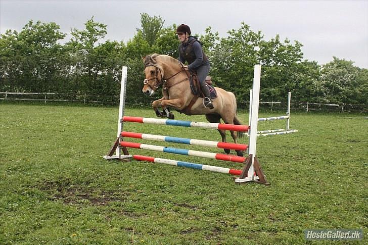Anden særlig race Mille - B-pony - SOLGT ;/ - Mille & jeg til træning d.10 Juni 2010 d; - Foto : Malene Petersen billede 11