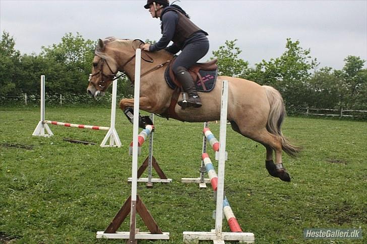 Anden særlig race Mille - B-pony - SOLGT ;/ - Mille & jeg til træning d.10 Juni 2010 d; - Foto : Malene Petersen billede 12