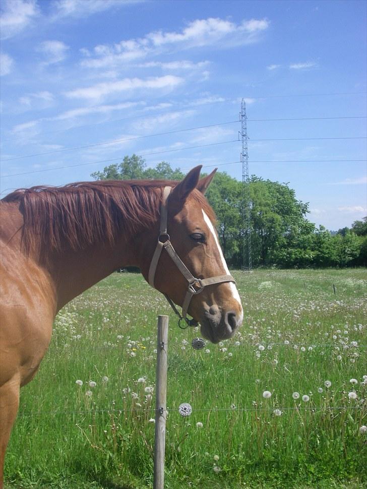 Hannoveraner Kirkeledgaard Luna - på fold (; <3 billede 3
