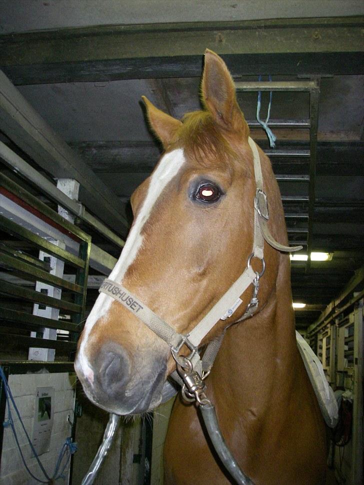 Hannoveraner Kirkeledgaard Luna - ved at gøre klar til kursus (; <3 billede 4