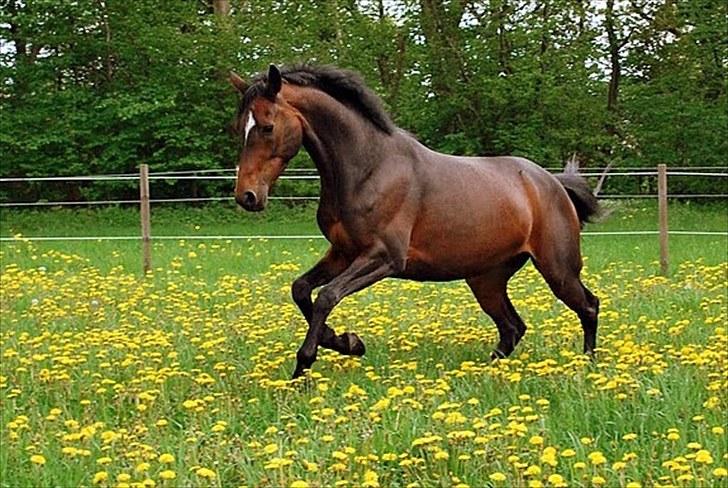 Dansk Varmblod Dunett - SOLGT - Fotograf: Malou Bach Lund billede 1