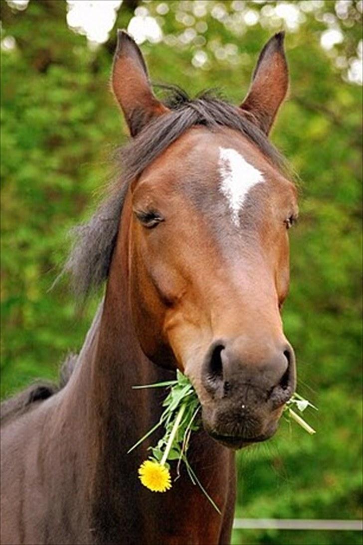 Dansk Varmblod Dunett - SOLGT - Fotograf: Malou Bach Lund billede 2