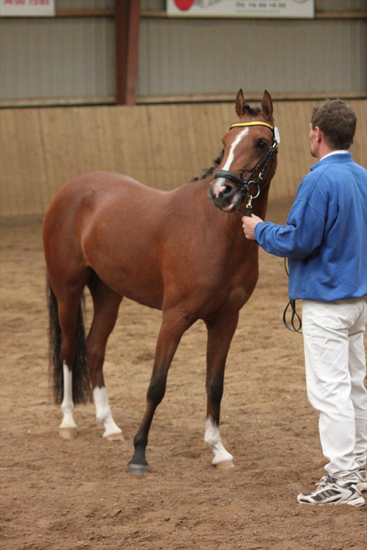 DSP Kentris Athene billede 13