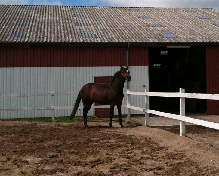 Dansk Varmblod Dunett - SOLGT - Løs på banen maj 2010 billede 7