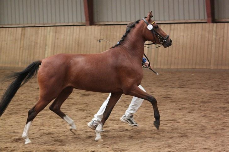 DSP Kentris Athene billede 3