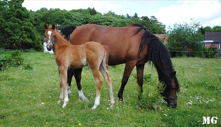 Anden særlig race Farmens Joey billede 7