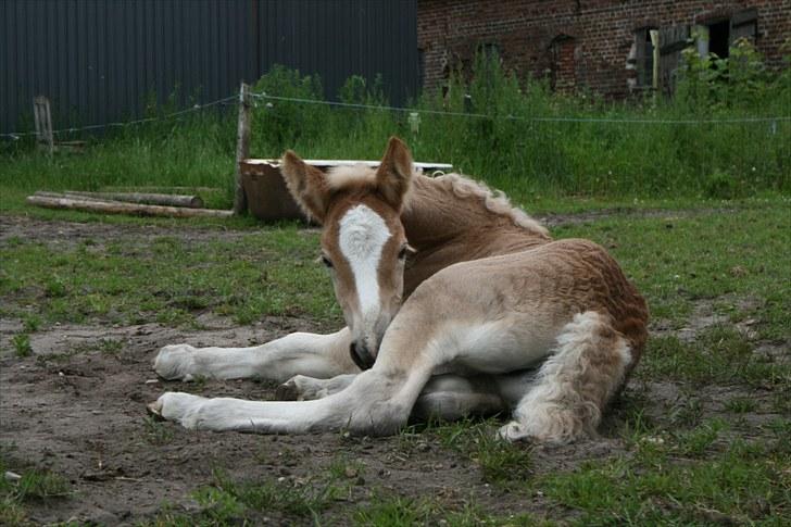 Jyde Isabella af Lavrens *solgt* - Godmorgen...  billede 11