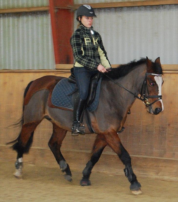New Forest Vestergaards Dharma. Solgt - NR. 9) Dressuer træning d. 6-11-10 Foto: A-K billede 9