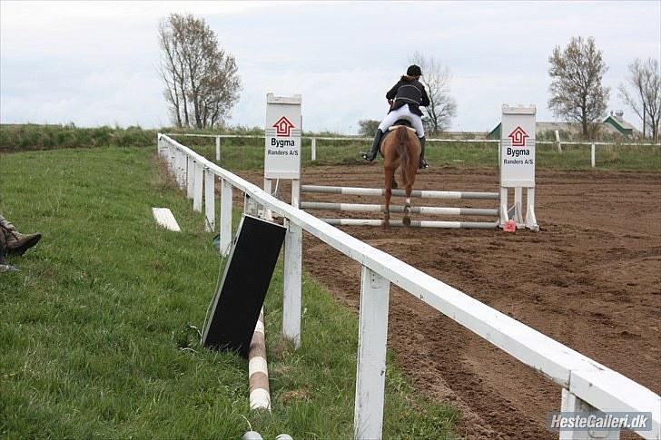 Anden særlig race Lady billede 7