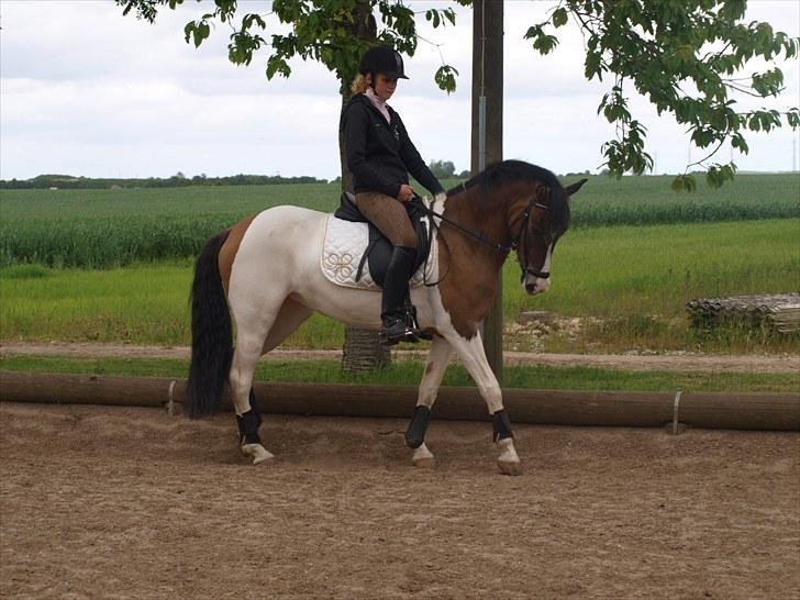 Anden særlig race Ebonys Surprise   (solgt/ R.I.P) billede 3