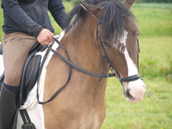 Anden særlig race Ebonys Surprise   (solgt/ R.I.P) - Hun er sku ikke til at stå for :O) billede 4