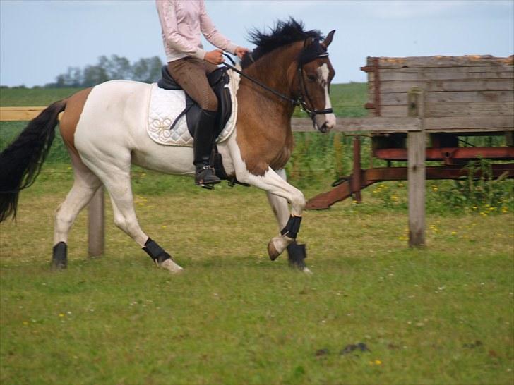 Anden særlig race Ebonys Surprise   (solgt/ R.I.P) billede 6