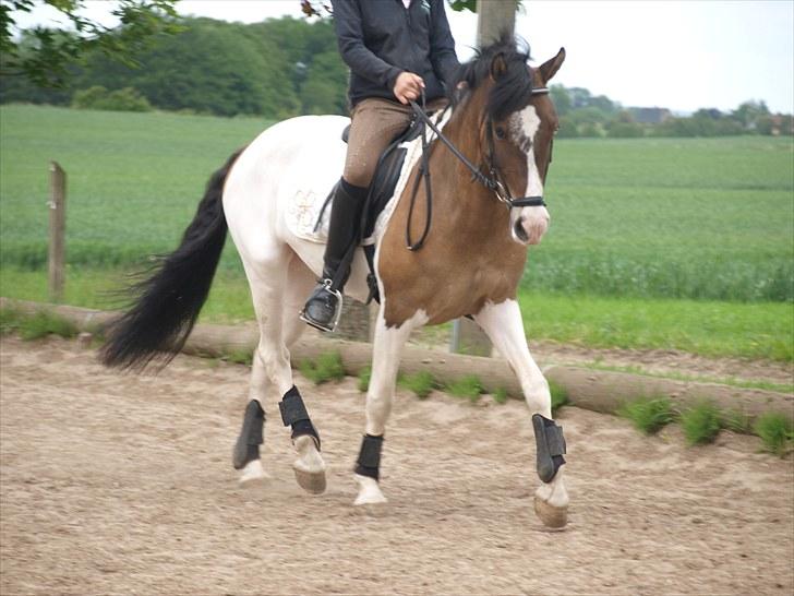Anden særlig race Ebonys Surprise   (solgt/ R.I.P) - Lige lidt dressur hvor min søster rider hende :O) billede 7