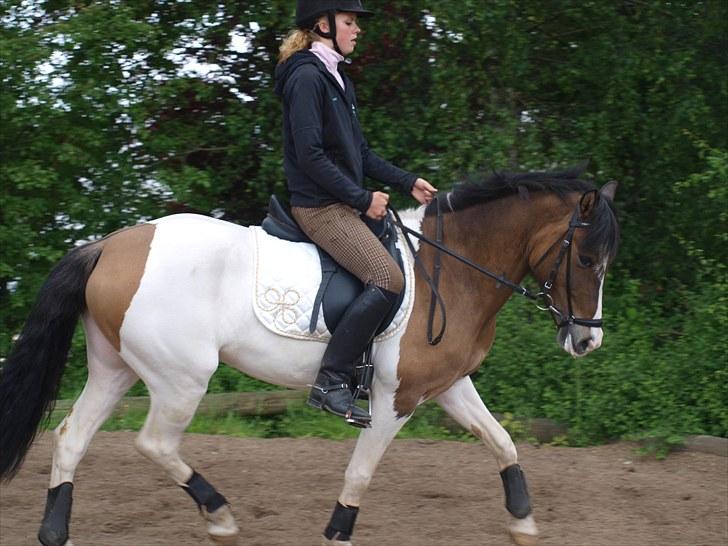 Anden særlig race Ebonys Surprise   (solgt/ R.I.P) billede 8