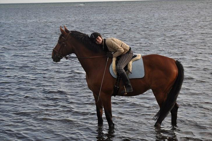 Dansk Varmblod Lucky Two - Mig & Lucky på stranden. Han var SÅ dejlig <3 billede 17