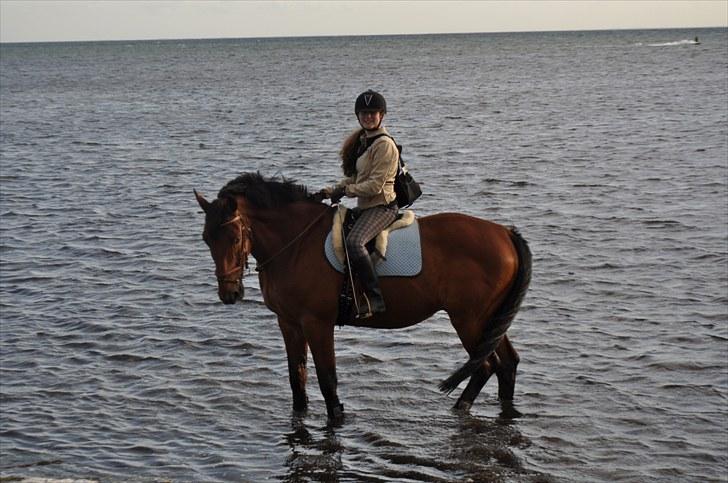 Dansk Varmblod Lucky Two - Igen igen ;D <3 billede 18