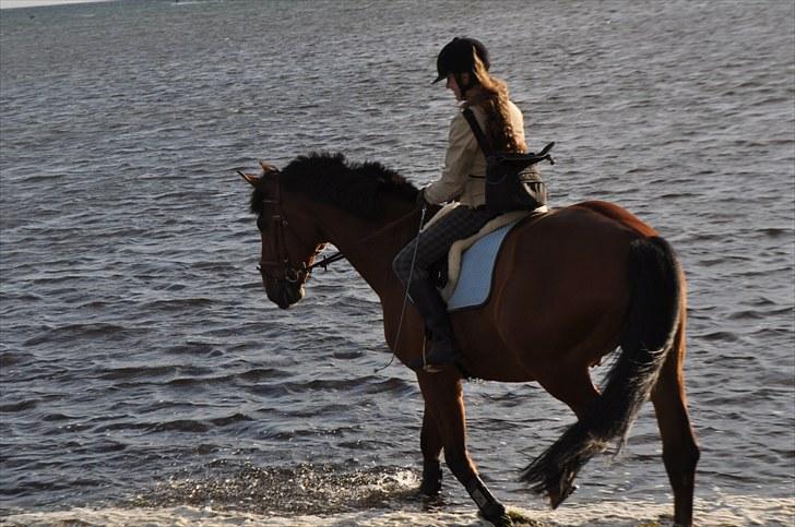 Dansk Varmblod Lucky Two - På vej ned i vandet (; billede 19