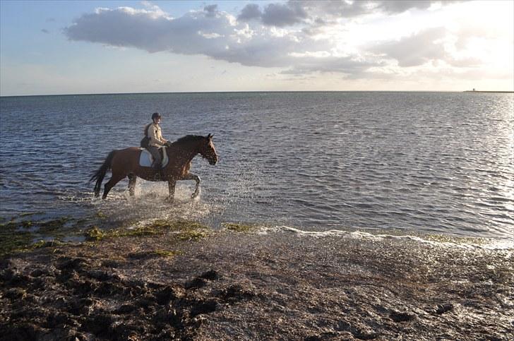 Dansk Varmblod Lucky Two - Det sprøjter <3 :D billede 20