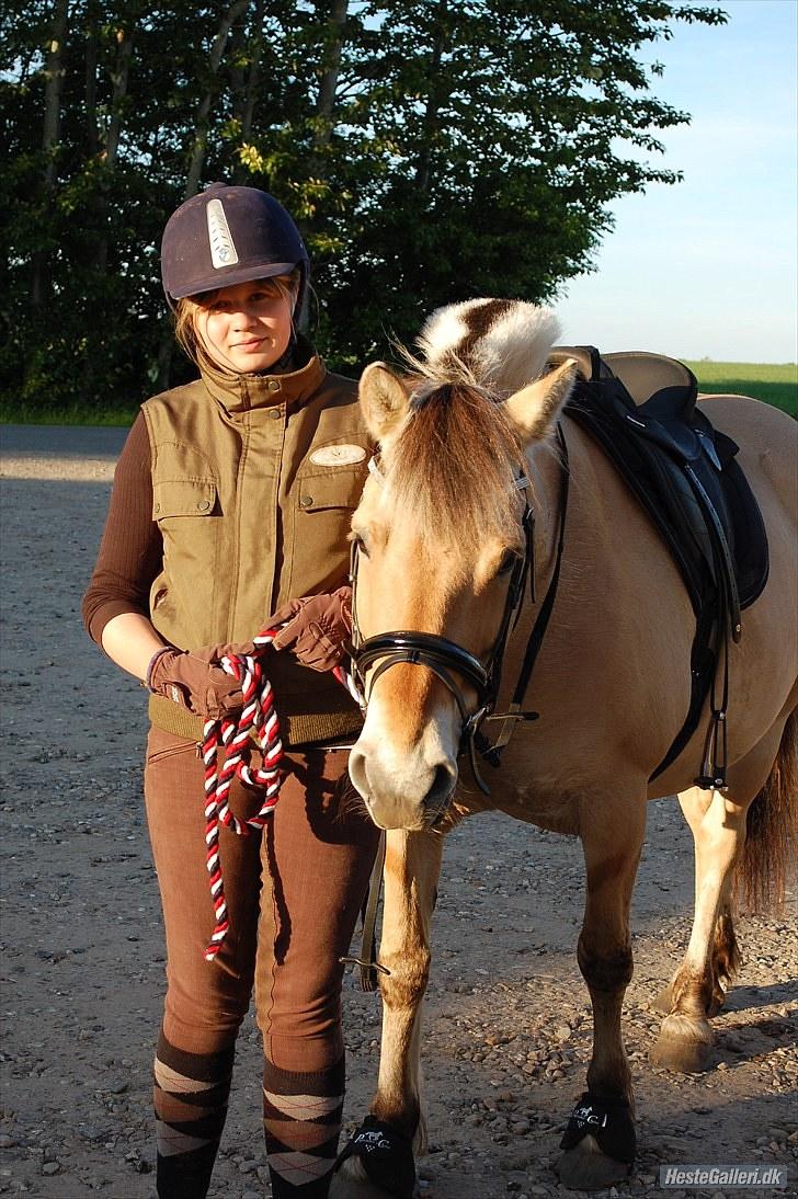 Fjordhest >> Toftens Kibi << | Solgt | Savnet |  billede 1