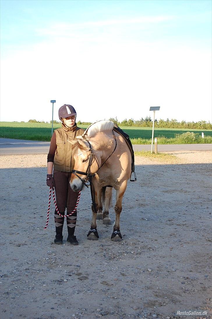 Fjordhest >> Toftens Kibi << | Solgt | Savnet |  billede 2