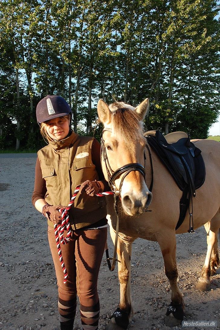 Fjordhest >> Toftens Kibi << | Solgt | Savnet |  billede 3