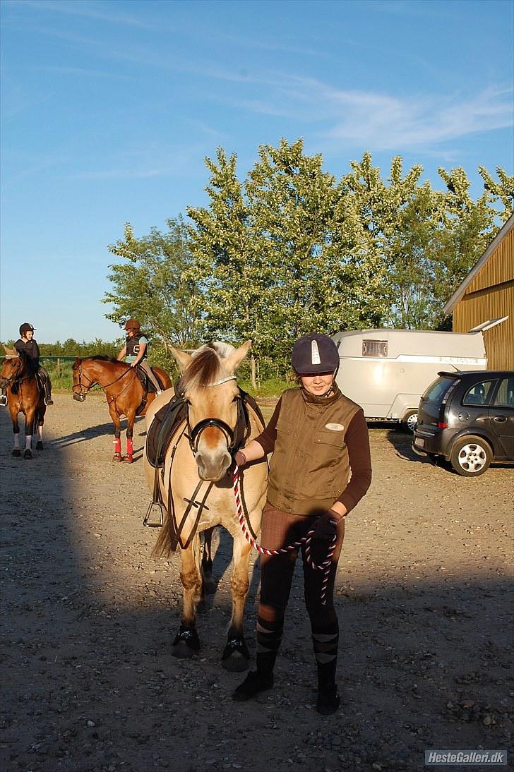 Fjordhest >> Toftens Kibi << | Solgt | Savnet |  billede 4