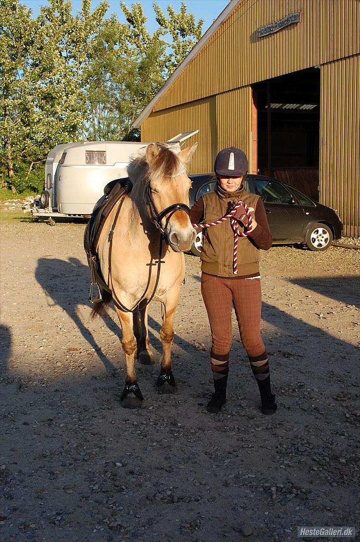 Fjordhest >> Toftens Kibi << | Solgt | Savnet |  billede 5