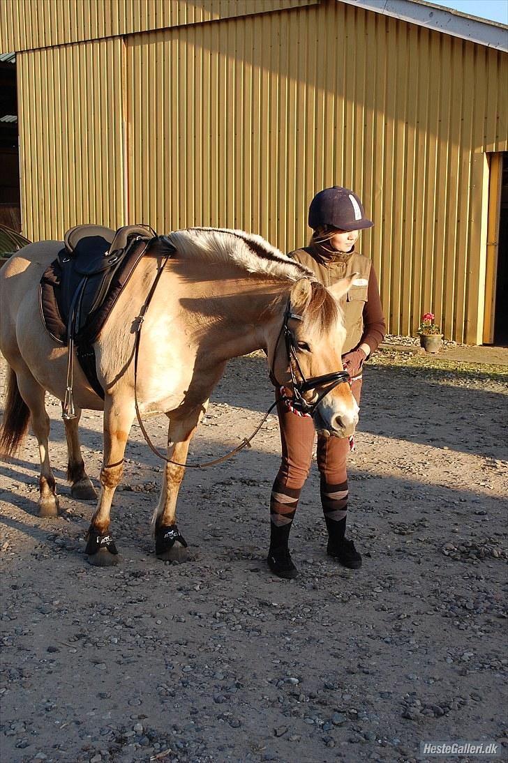 Fjordhest >> Toftens Kibi << | Solgt | Savnet |  billede 6