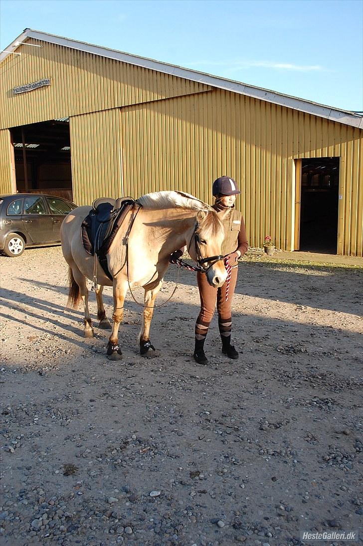 Fjordhest >> Toftens Kibi << | Solgt | Savnet |  billede 7