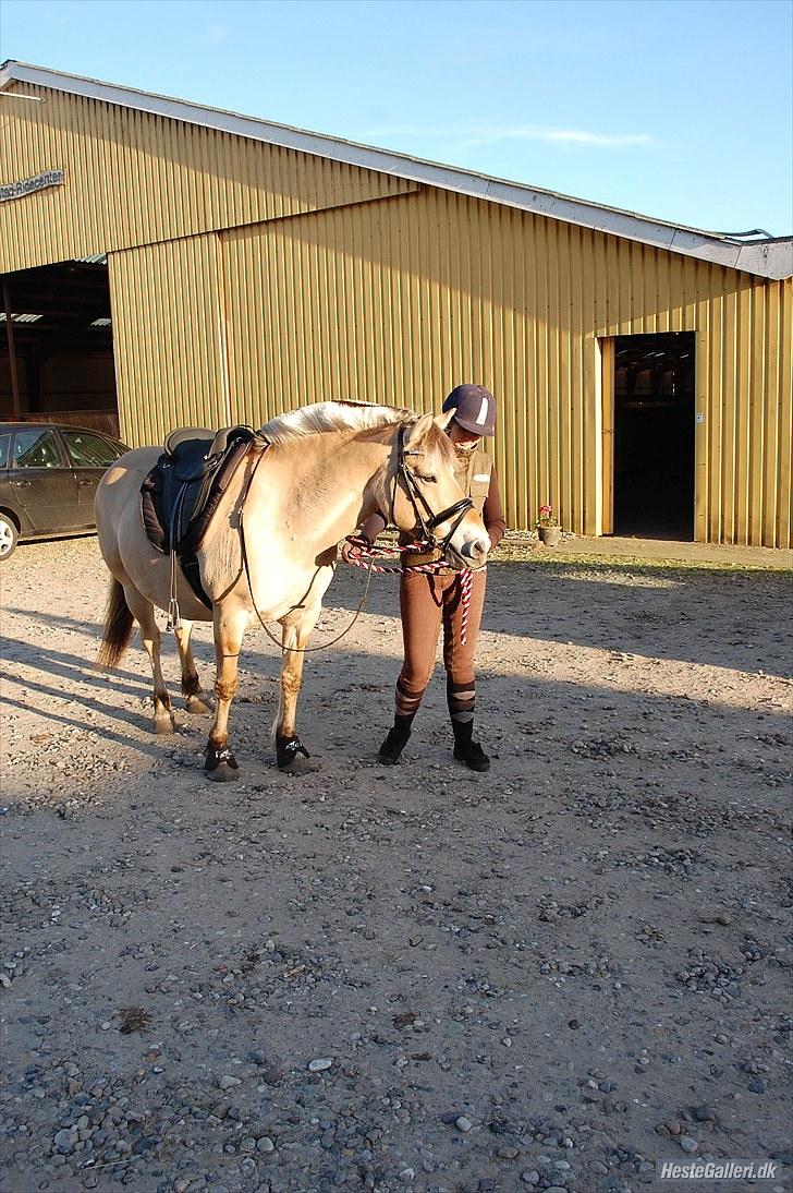 Fjordhest >> Toftens Kibi << | Solgt | Savnet |  billede 8