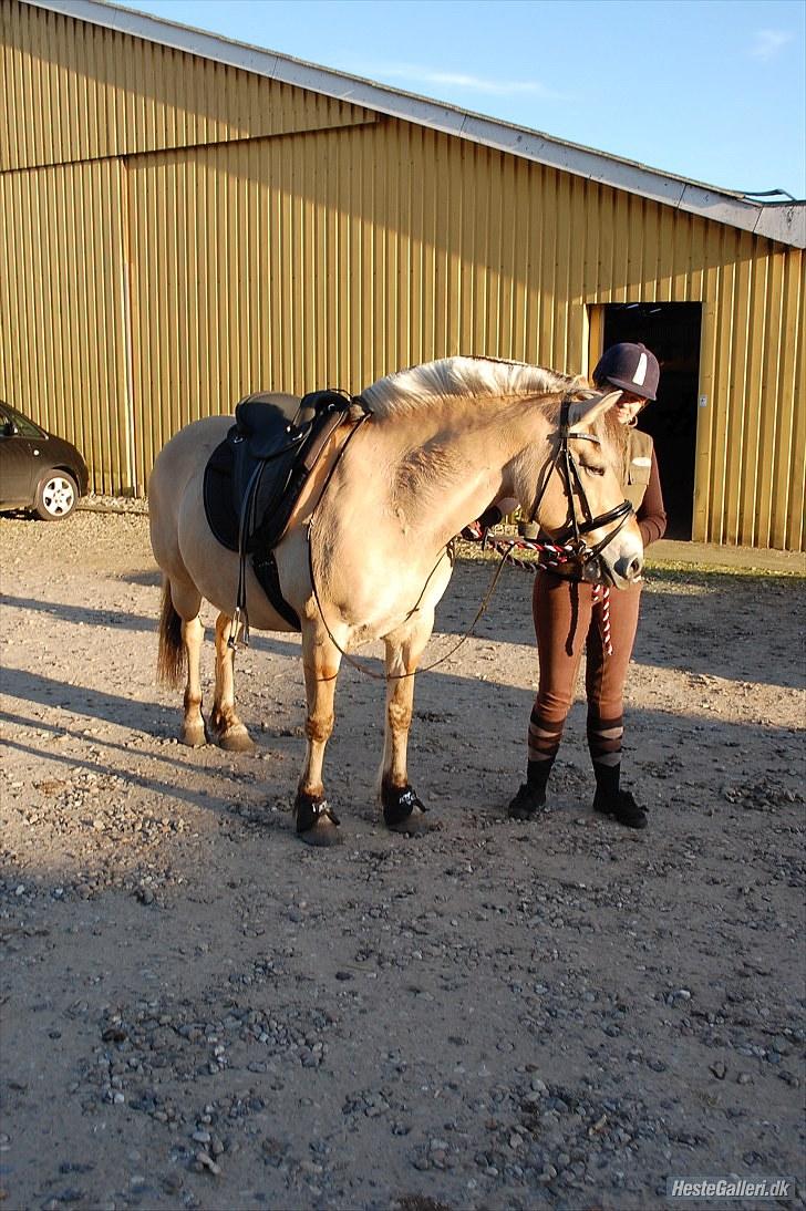 Fjordhest >> Toftens Kibi << | Solgt | Savnet |  billede 9
