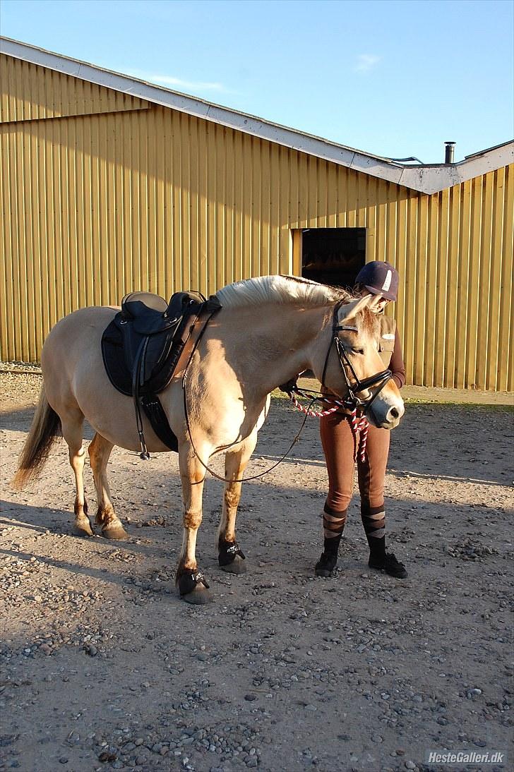 Fjordhest >> Toftens Kibi << | Solgt | Savnet |  billede 10