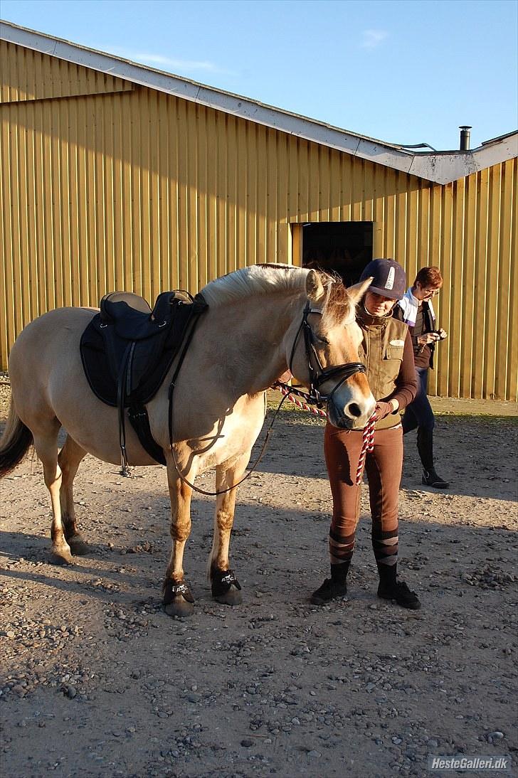 Fjordhest >> Toftens Kibi << | Solgt | Savnet |  billede 11