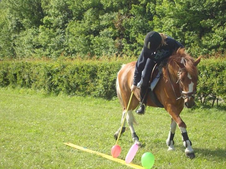 Pinto Jackpot <3 billede 15