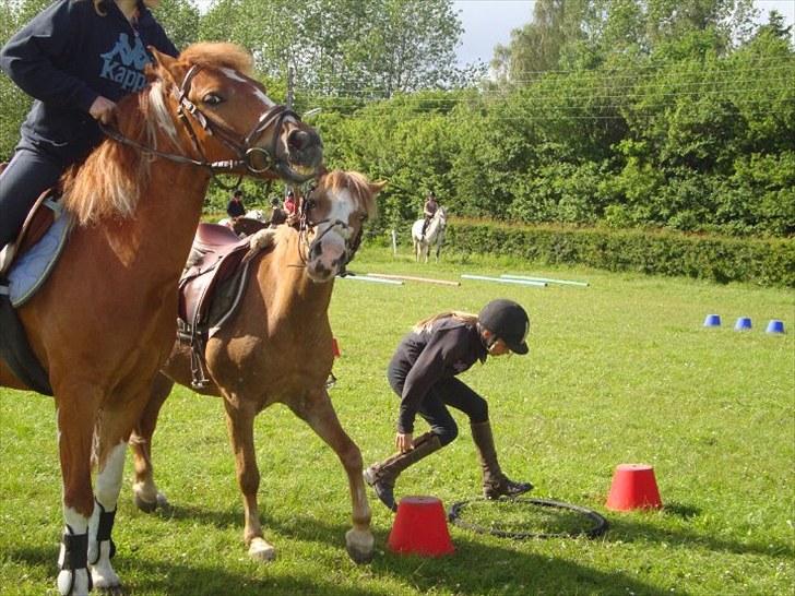 Pinto Jackpot <3 - Ved det ligner jeg hiver ham i munden men han bliver bare sur på den anden pony :) billede 16