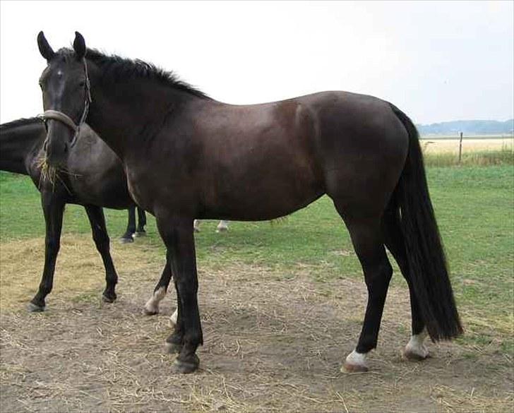 Oldenborg Alexia af Vodagergård billede 3