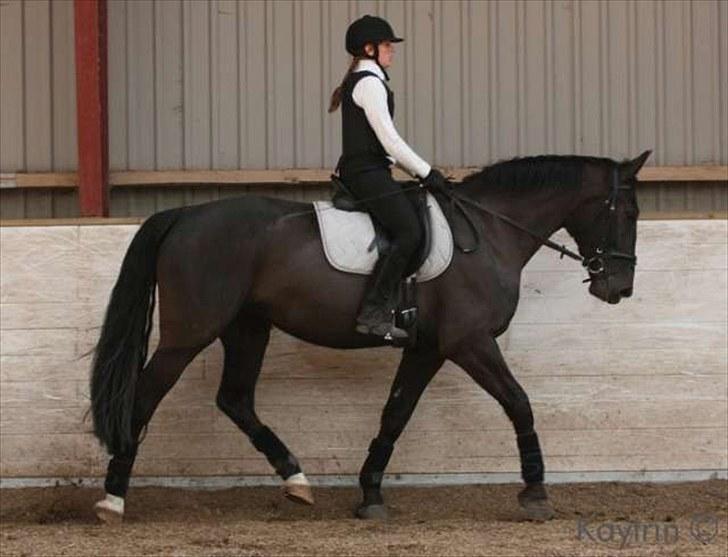 Oldenborg Alexia af Vodagergård billede 6