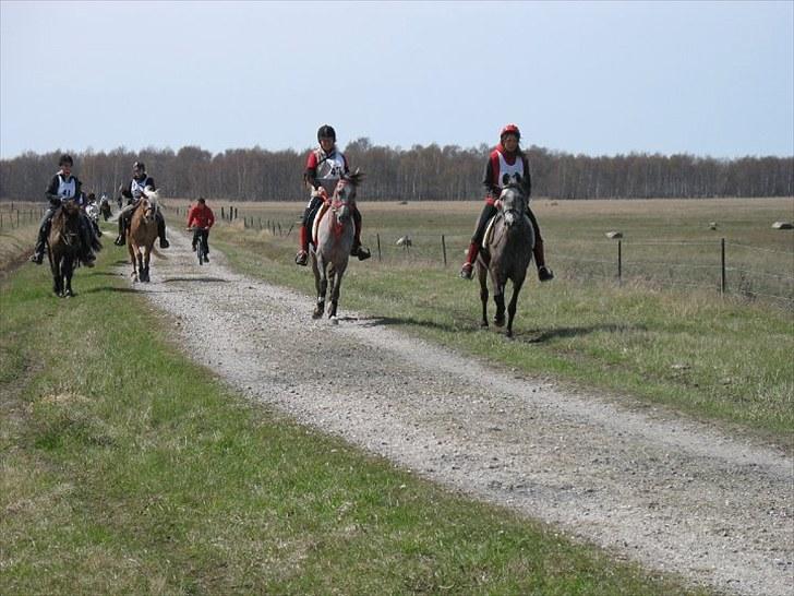 Arabisk fuldblod (OX) Alicia OX - På vej i mål ved vores første stævne. billede 4