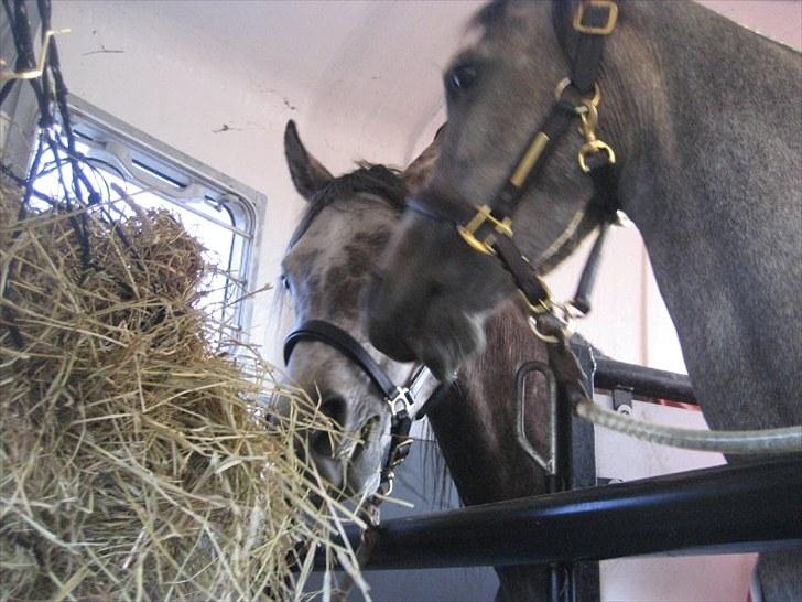 Arabisk fuldblod (OX) Alicia OX - Alicia og hendes veninde Fantasy i traileren inden vi kører hjem. billede 5