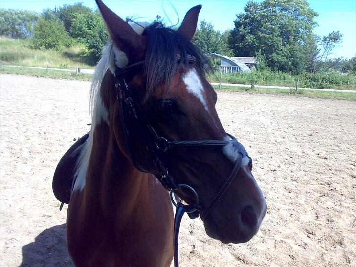 Anden særlig race Pinocchio Star - En af de første gange Pinocchio har hovedtøj og sadel på :-)
 billede 3