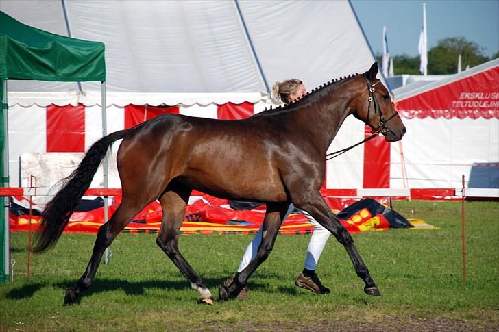 Trakehner Miss Marple - 2009, dyrskue i Åbenrå. Jeg ku ikke helt følge med:-P billede 2