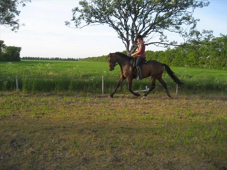 Trakehner Miss Marple - Maj 2010 Her er hun redet en måneds tid.. billede 3