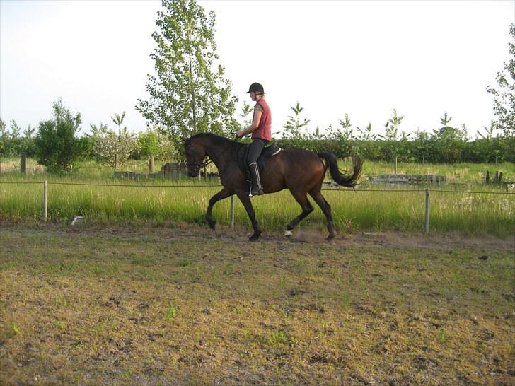 Trakehner Miss Marple - Maj 2010 billede 5