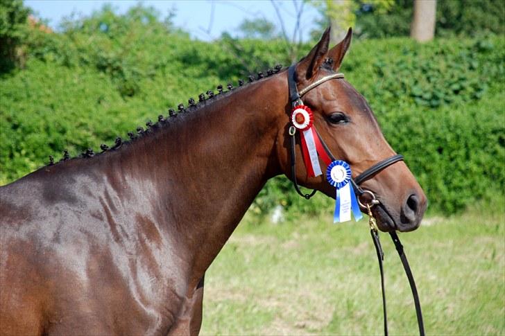 Trakehner Miss Marple - 2009, dyrskue i Åbenrå. Modeldyret..  Hi:-) billede 7