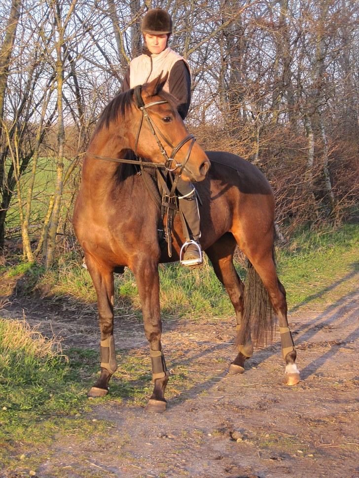 Trakehner Miss Marple - Maj 2010, en smuk aften hvor vi nød en tur i skoven.. billede 8