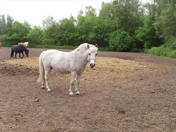 Anden særlig race Lotte - Lotte på folden. billede 13
