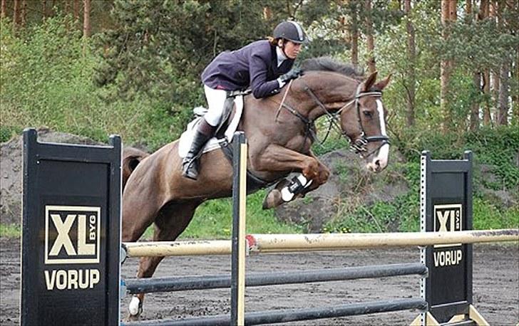 Dansk Varmblod Trueholm's Qumig  billede 1