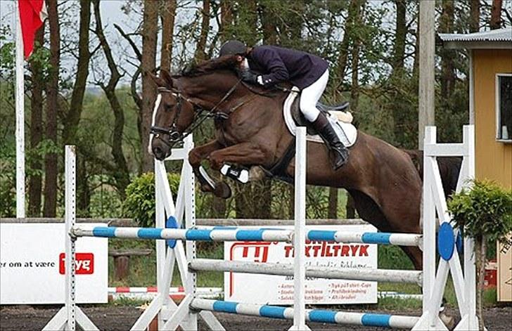 Dansk Varmblod Trueholm's Qumig  billede 2