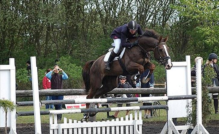 Dansk Varmblod Trueholm's Qumig  billede 3